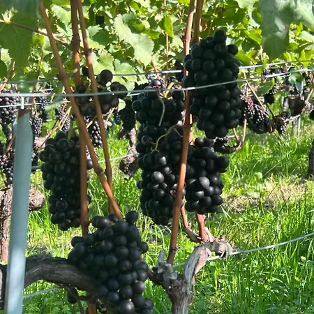 Vigneronne- Vigne By Interhome *