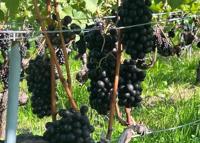 Vigneronne- Vigne By Interhome *